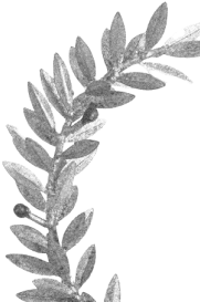 branch